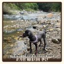 펜션 베네치아 | 가평 애견펜션 추천 베네치아 펜션에서 반려견과 힐링여행