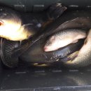 의평낚시터 이미지