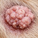 (주)포레나무병원 | 혹 출혈 증상, 수술 고민된다면? ‘벳이즈’ 무마취 냉동제거 후기