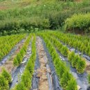 그린농장 이미지