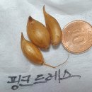 핑크 드레스 1분 마감 이미지