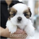 도도한강아지 이미지