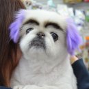 안양펫애견용품할인마트 이미지