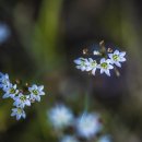 Fragrant False-garlic 이미지