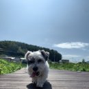 땡칠이 민박 이미지