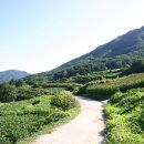 금계농로 이미지