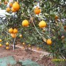 운암농장 이미지