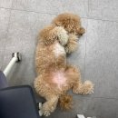 물만난 강아지 | 이디뚜뚜 2년째 사용자인 고인물의 리얼 후기+강아지의 하루