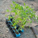 성거농약사 이미지