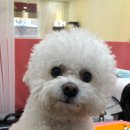 도블리펫 이미지