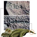 프로토케라톱스 이미지