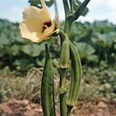 오크라 [okra] 이미지