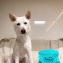 서진기업 강아지간식소 | 강아지 곤충사료 지미니 귀뚜라미 미국 인섹트 사료 알러지 피부 눈물