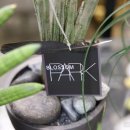 파크 블러썸 이미지