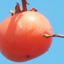 내가 좋아하는 가을에 과일, 감홍시와 약효 이미지