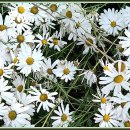 들꽃사랑 이미지