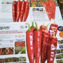 2023년 유기재배 고추모종 가격