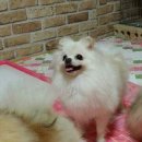 에버노블 이미지