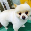 피닉스동물병원 이미지