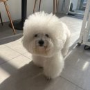 멍멍아 미용하자 이미지