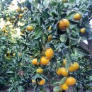 고림농장 이미지