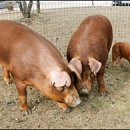 축진농장 이미지