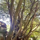 안덕계곡 앞 3 이미지