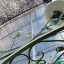 하늘바람꽃농원 이미지