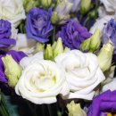 사랑의꽃집 이미지