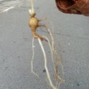 장모사랑 이미지