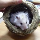 르그레이 Daum카페
