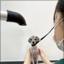 펫글타운 이미지