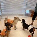 댕구르르 유치원 이미지