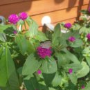 진주본가한방삼계탕 이미지