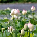 백련낚시터 이미지