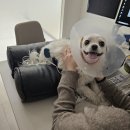 호서메디칼 | 백현동 동물병원 강아지 신부전 예방 및 관리방법에 대해 알려드립니다.