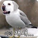 꾸미는 강아지 이미지