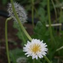 하얀민들레 이미지