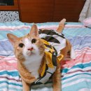 플라이퍼피 네이버블로그