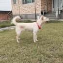 별이와콩이 이미지