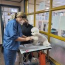 킴스애견미용 이미지