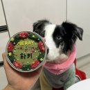 냥냥쩝쩝 | 냥냥쩝쩝휘경동애견수제간식 동대문애견생일케이크 냥냥쩝쩝 반려견 크리스마스케이크