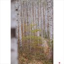 10월29일(수) 원대리 자작나무 숲(2) 이미지