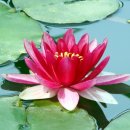 블루향기 이미지