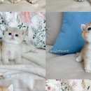 샤인모어 이미지