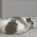 척척 동물의료센터 이미지