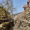 계척시목지 | 전남 구례 산수유축제, 산수유 마을, 산수유 시목지(계척마을 방문 후기 (산수유 축제 주차)