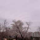 호원초등학교 앞 이미지