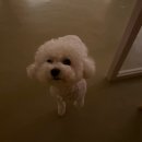 춘이네 멍치원 이미지