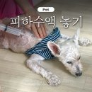 신창약국 | 신부전 강아지 피하수액 나비침 주사 안 아프게 놓는 방법